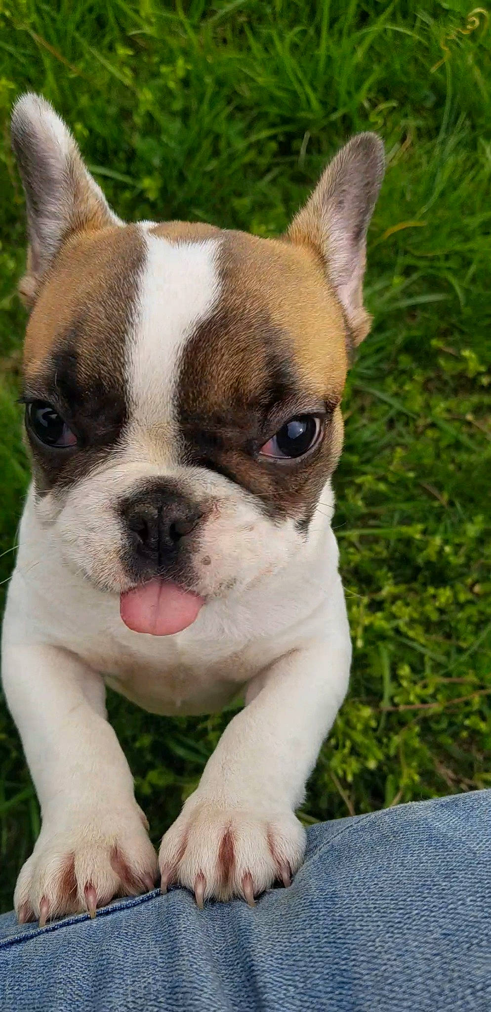 Jazi is registered to the contest to win money with this photo: ancient_dog_breeds, australian_bulldog, bulldog, canidae, carnivore, close_up, companion_dog, dog, dog_breed, fawn, french_bulldog, grass, mammal, non_sporting_group, nose, puppy, skin, snout, toy_bulldog, vertebrate