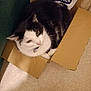 animal, bell, black_and_white, box, cardboard_box, cat, collar, container, cozy, curious, cute, domestic, feline, floor, fur, home, indoor, pet_food, resting, whiskers