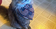 Mando is registered to the contest to win money with this photo: cat, pet, bandana, american_flag, fur, green_eyes, indoor, floor, tile, curious, cute, domestic_cat, animal, whiskers, ears, sitting, looking_up, feline, portrait, warm_lighting
