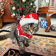 Mando is registered to the contest to win money with this photo: cat, tabby_cat, holiday_hat, christmas_tree, ornaments, rug, indoor, furniture, decor, festive, antlers, red, white, brown, wood, vase, pattern, closeup, pet, animal