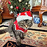 cat, tabby_cat, holiday_hat, christmas_tree, ornaments, rug, indoor, furniture, decor, festive, antlers, red, white, brown, wood, vase, pattern, closeup, pet, animal
