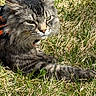 Mando joined the competition — help win amazing prizes! cat, fluffy, grass, outdoor, pet, animal, feline, nature, sunlight, fur, whiskers, ears, greenery, resting, closeup, wildlife, mammal, daylight, leisure, domestic