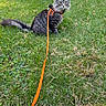 Mando joined the competition — help win amazing prizes! cat, tabby_cat, gray_cat, green_eyes, orange_harness, orange_leash, grass, lawn, outdoor, pet, animal, feline, sitting, nature, sunlight, daylight, cute, fur, whiskers, alert