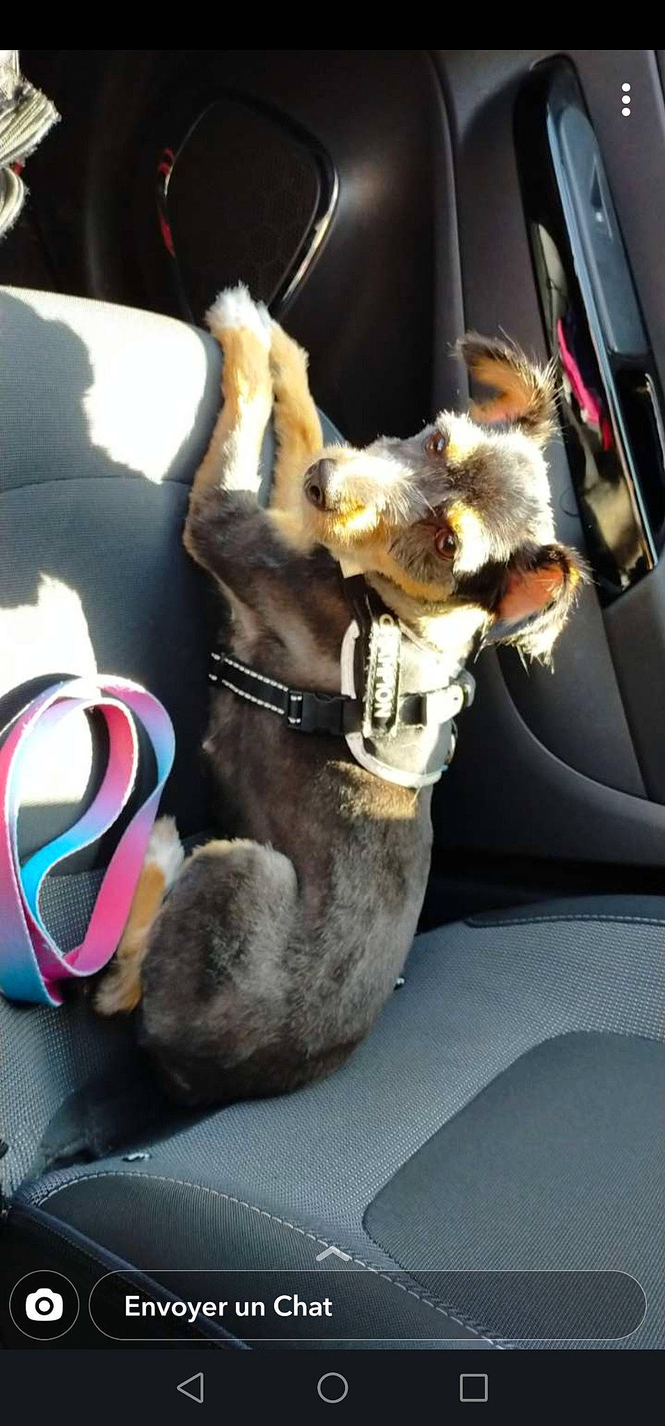 Samia participe au concours pour gagner de l'argent avec cette photo : auto_part, bag, canidae, car, car_seat, carnivore, collar, companion_dog, dog, dog_breed, dog_collar, eyewear, fawn, fur, leash, snout, sporting_group, vehicle, vehicle_door, whiskers