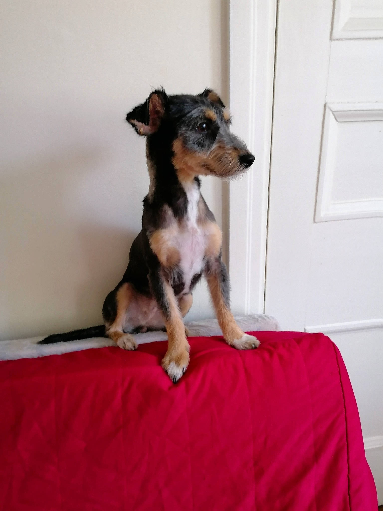 Samia participe au concours pour gagner de l'argent avec cette photo : canidae, carnivore, comfort, companion_dog, dog, dog_breed, dog_supply, door, fawn, paw, snout, sporting_group, tail, terrestrial_animal, toy_dog, working_animal, working_dog