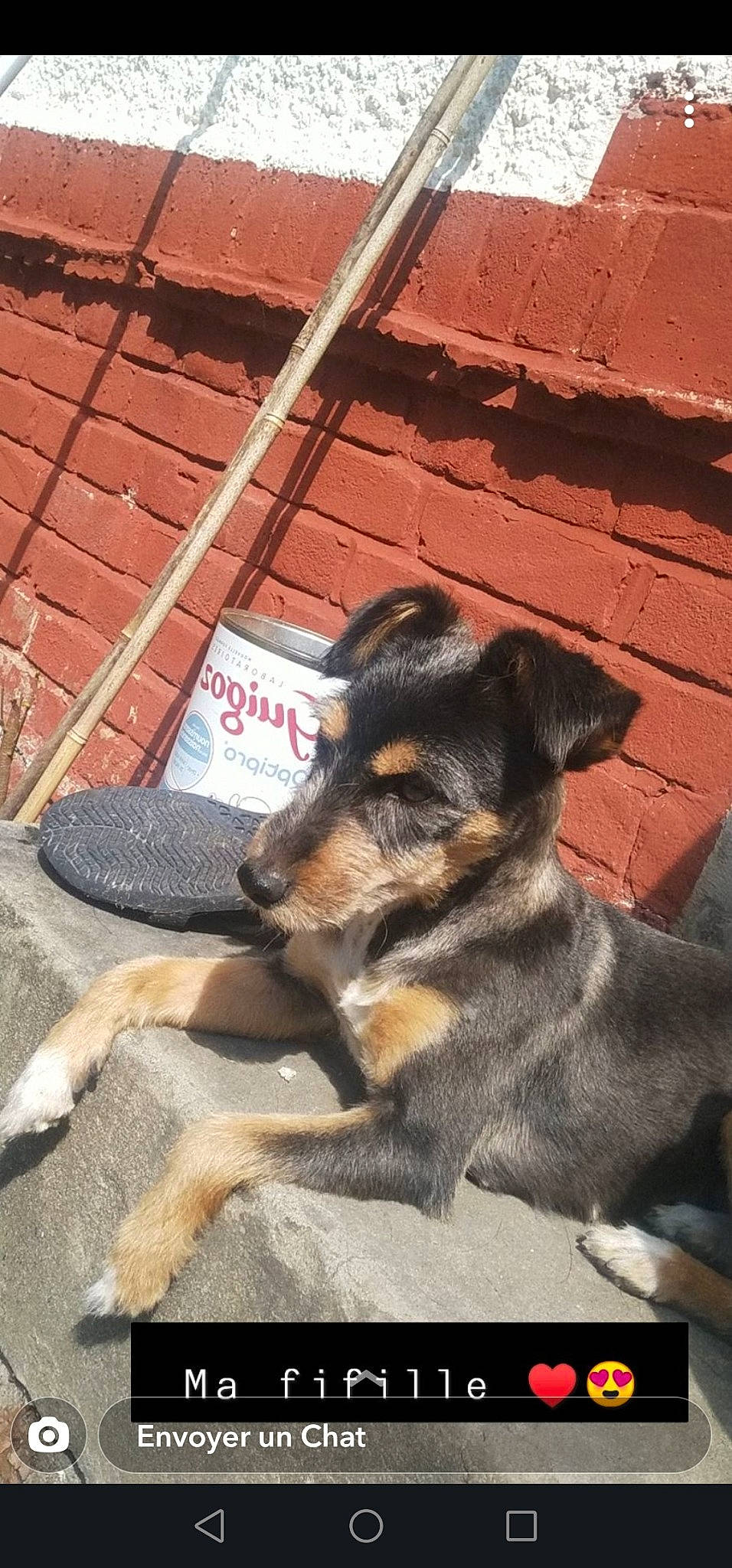 Samia a rejoint le concours — aidez-le/la à gagner de superbes lots ! brick, brickwork, canidae, carnivore, companion_dog, dog, dog_breed, fawn, flooring, fur, paw, pet_supply, road_surface, shadow, sidewalk, snout, sporting_group, street_dog, wood, working_dog