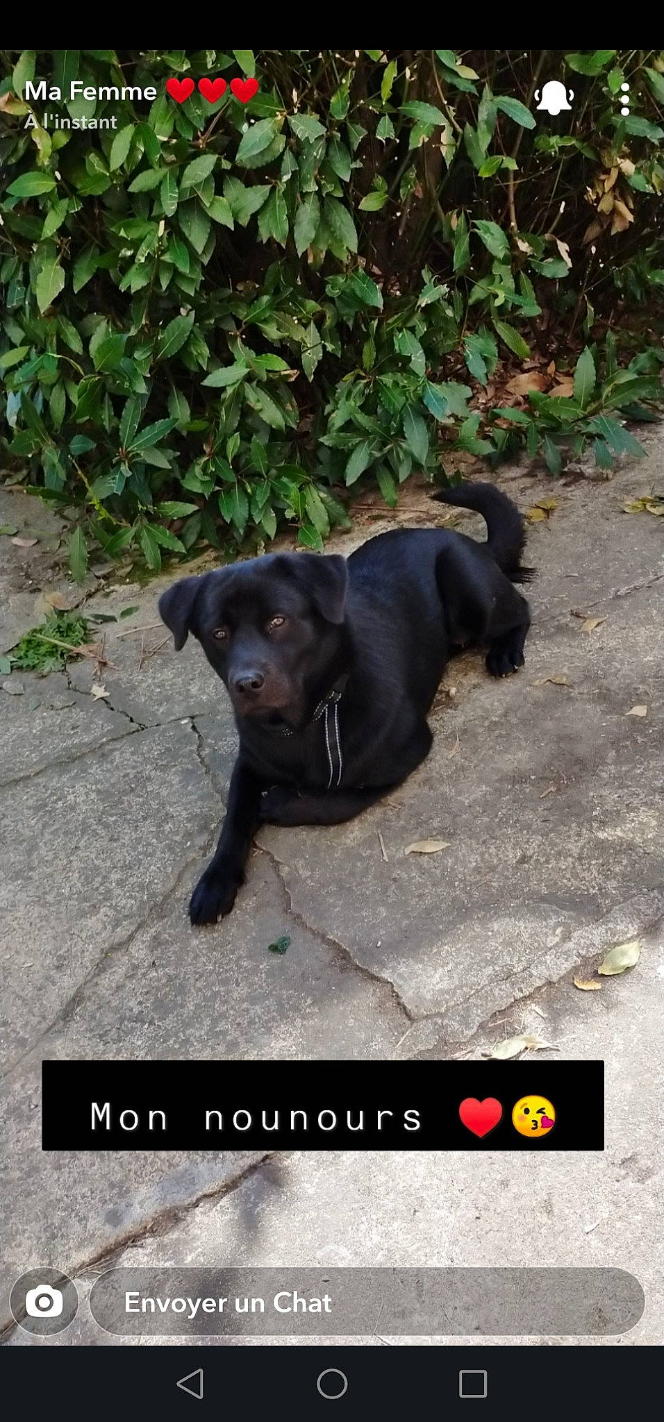 Roxy a rejoint le concours — aidez-le/la à gagner de superbes lots ! borador, canidae, carnivore, collar, companion_dog, dog, dog_breed, dog_collar, fur, grass, gun_dog, hunting_dog, liver, photo_caption, plant, soil, sporting_group, terrestrial_animal, working_animal