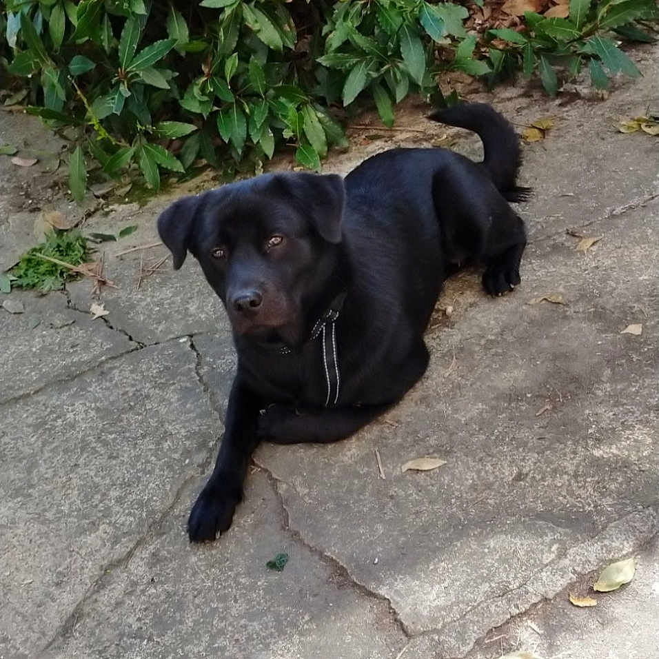 Roxy