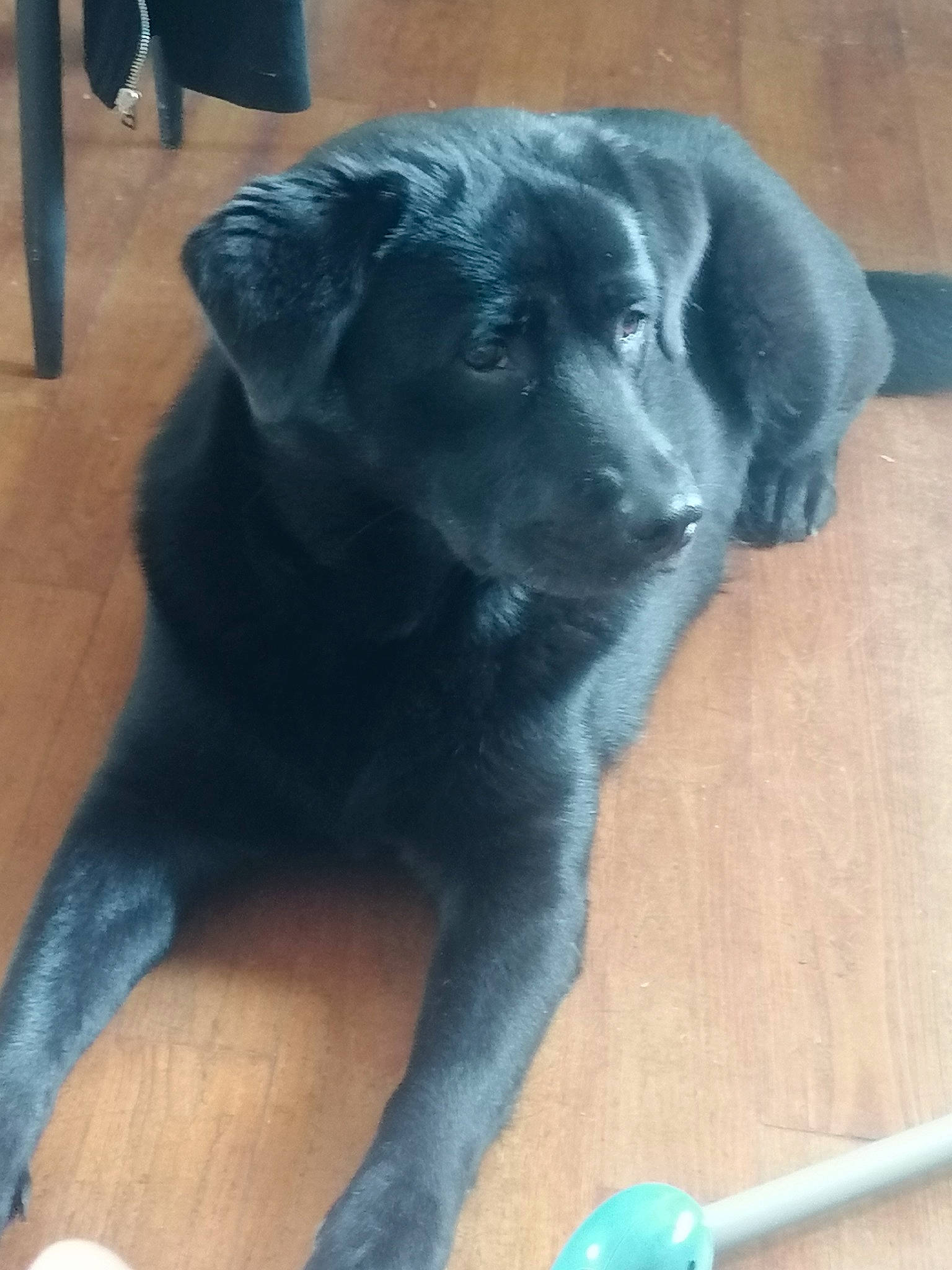 Roxy a rejoint le concours — aidez-le/la à gagner de superbes lots ! black, blue, borador, canidae, carnivore, companion_dog, dog, dog_breed, electric_blue, floor, flooring, fur, gun_dog, hardwood, liver, snout, sporting_group, tail, toy, working_animal