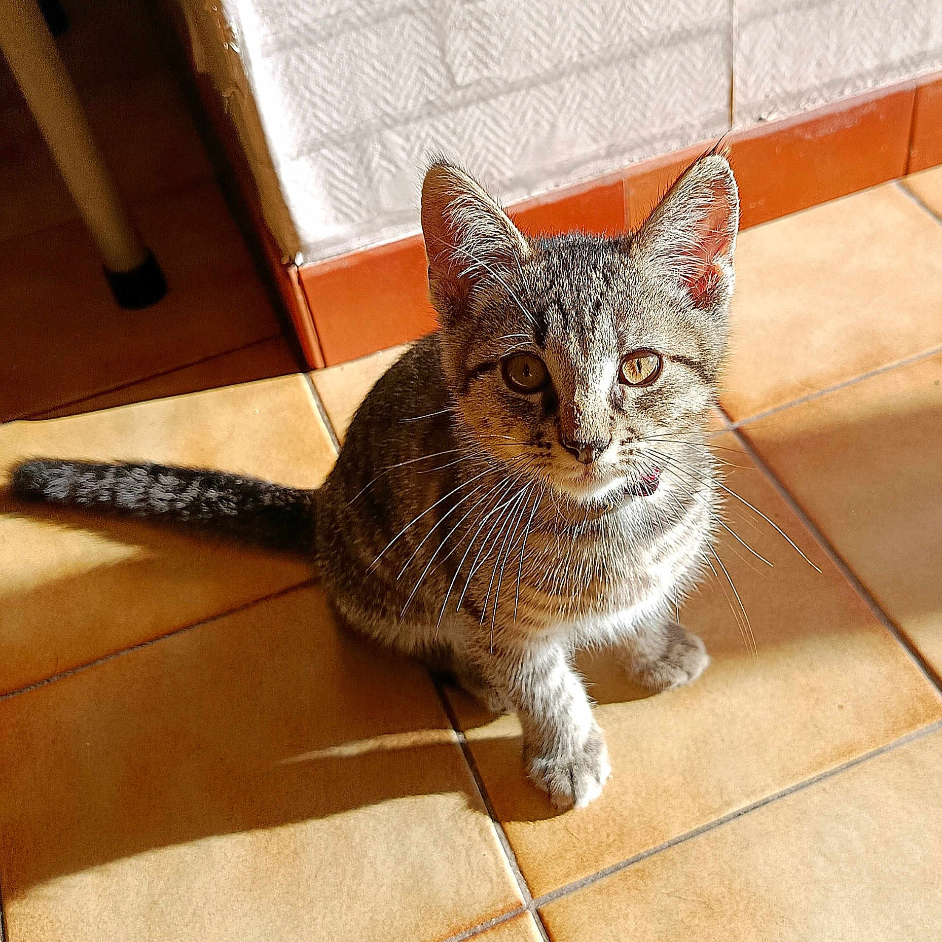 Grizou a rejoint le concours — aidez-le/la à gagner de superbes lots ! kitten, cat, tabby, indoor, sunlight, shadow, tile_floor, pet, animal, whiskers, ears, curious, cute, feline, young, domestic_cat, close_up, sitting, looking_up, natural_light
