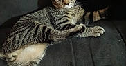 Grizou participe au concours pour gagner de l'argent avec cette photo : cat, tabby, animal, pet, feline, indoor, resting, shadow, whiskers, ears, fur, curious, cute, mammal, young, domestic, sleepy, relaxed, paw, lying_down