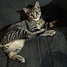 cat, tabby, animal, pet, feline, indoor, resting, shadow, whiskers, ears, fur, curious, cute, mammal, young, domestic, sleepy, relaxed, paw, lying_down
