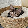 Grizou a rejoint le concours — aidez-le/la à gagner de superbes lots ! cat, kitten, tabby, basket, cushion, pet, indoor, cozy, feline, resting, cute, animal, paw_prints, blanket, home, soft, texture, wall, curious, young