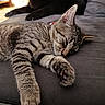 Grizou a rejoint le concours — aidez-le/la à gagner de superbes lots ! cat, kitten, sleeping, tabby, paw, couch, indoor, pet, relaxing, feline, fur, collar, black_dog, dog, resting, animal, cozy, closeup, home, quiet
