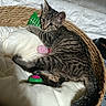 kitten, tabby, cat, basket, toy, cushion, indoor, pet, feline, resting, cute, playful, cozy, white_wall, woven_basket, soft, sleepy, fur, paw, tail