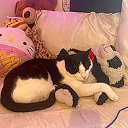Castiel joined the competition — help win amazing prizes! cat, sleeping, black_and_white, plush_toys, panda, teddy_bear, giraffe, hello_kitty, blanket, couch, stuffed_animals, cozy, indoor, pet, cute, resting, soft, comfortable, animal, relaxed
