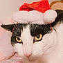 cat, black_and_white, santa_hat, holiday, pet, indoor, close_up, feline, whiskers, bed, blanket, cute, animal, resting, portrait, yellow_eyes, soft_texture, cozy, holiday_theme, domestic
