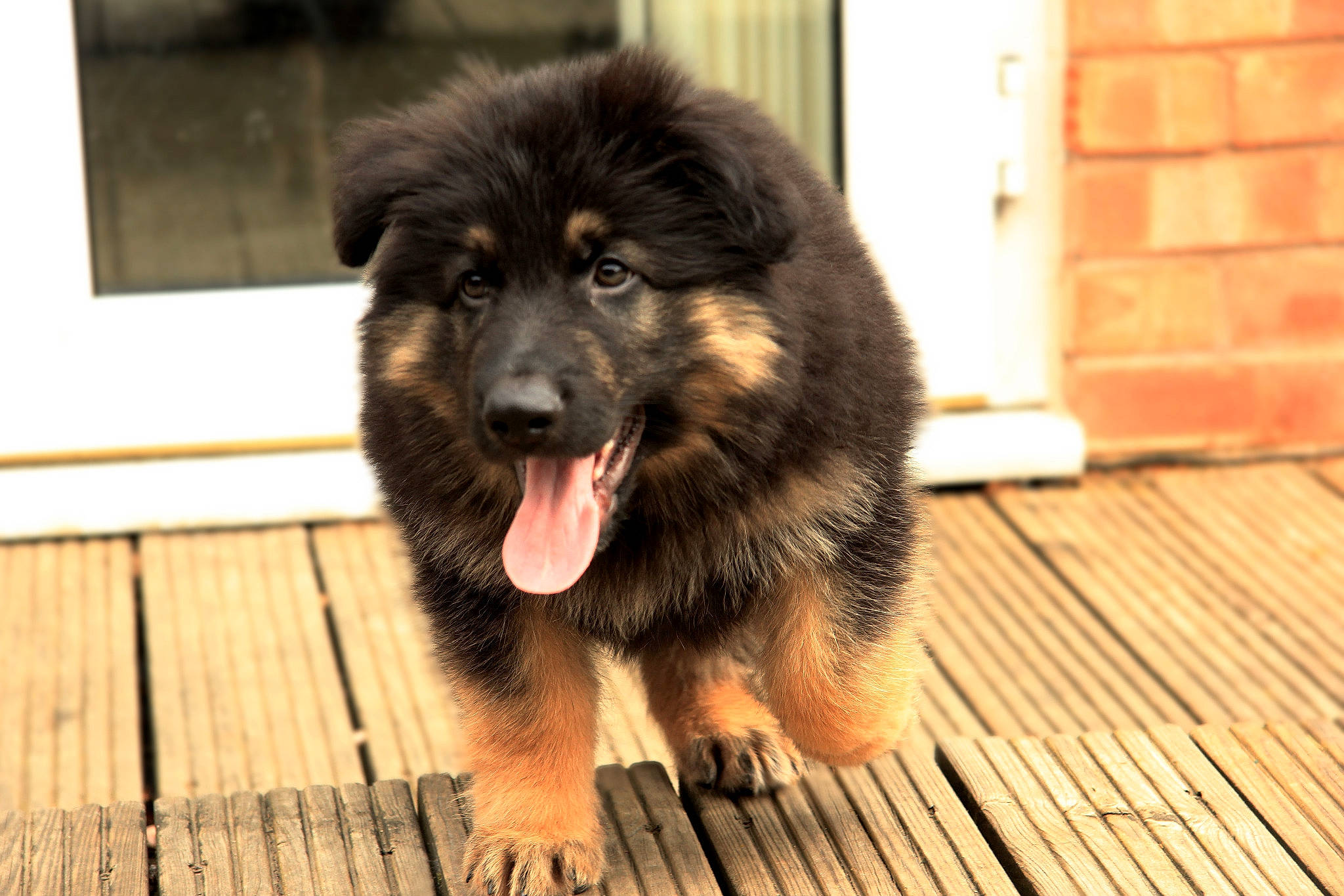 Ruben is registered to the contest to win money with this photo: ancient_dog_breeds, bohemian_shepherd, canidae, carnivore, caucasian_shepherd_dog, companion_dog, dog, dog_breed, gaddi_kutta, german_shepherd_dog, giant_dog_breed, herding_dog, mammal, old_german_shepherd_dog, puppy, rare_breed_dog, snout, sporting_group, tibetan_mastiff, vertebrate