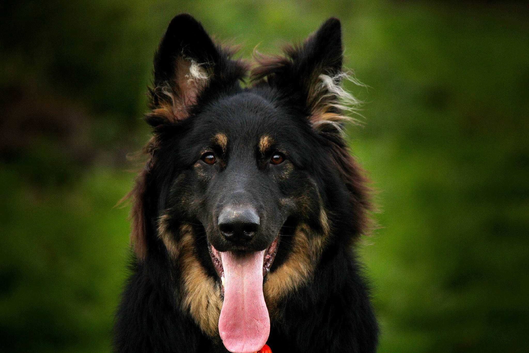 Ruben joined the competition — help win amazing prizes! belgian_shepherd, bohemian_shepherd, canidae, carnivore, dog, dog_breed, groenendael, herding_dog, king_shepherd, mammal, old_german_shepherd_dog, rare_breed_dog, shiloh_shepherd_dog, snout, tervuren, vertebrate, working_dog