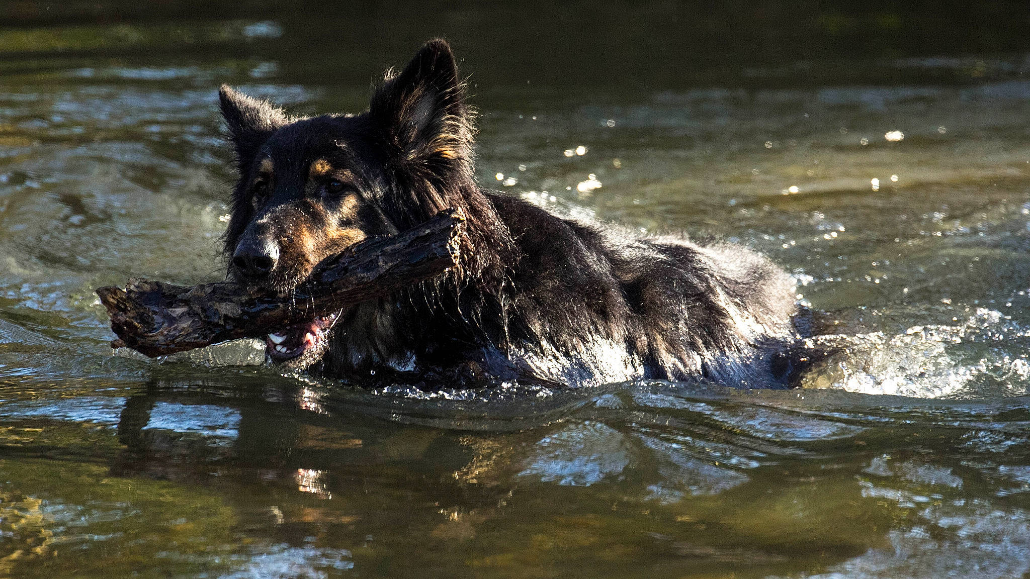Ruben joined the competition — help win amazing prizes! bohemian_shepherd, canidae, carnivore, dog, dog_breed, east_european_shepherd, german_shepherd_dog, king_shepherd, kunming_wolfdog, mammal, old_german_shepherd_dog, shiloh_shepherd_dog, sporting_group, vertebrate, water, watercourse, working_dog