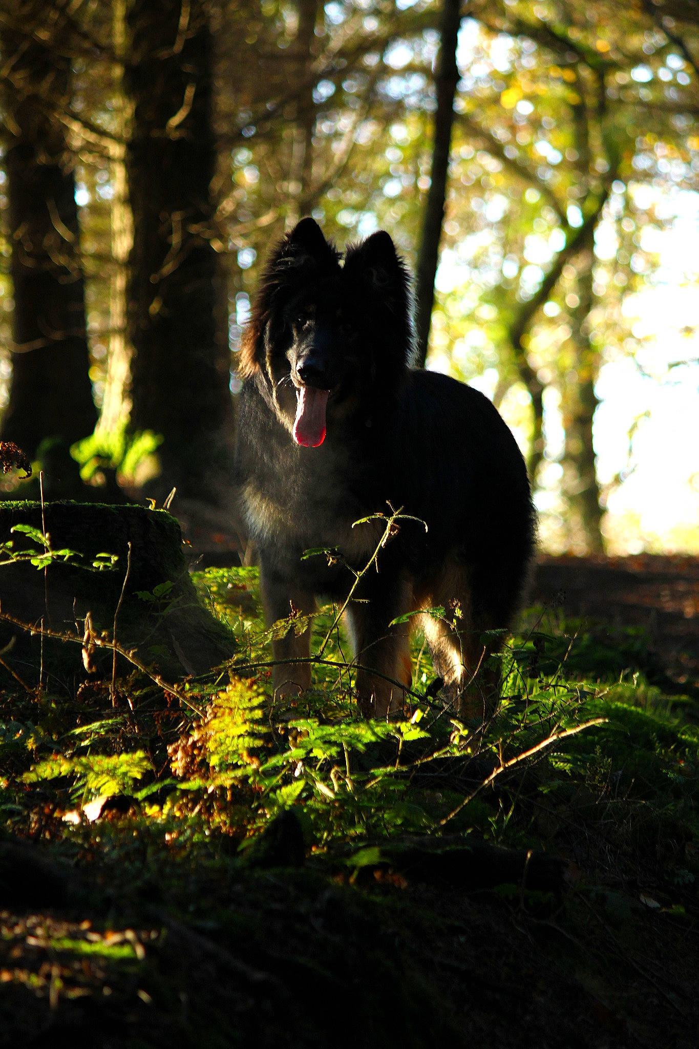 Ruben is registered to the contest to win money with this photo: branch, canidae, carnivore, dog, dog_breed, finnish_lapphund, forest, lapponian_herder, old_growth_forest, plant, schipperke, sporting_group, sunlight, tail, tree, woodland