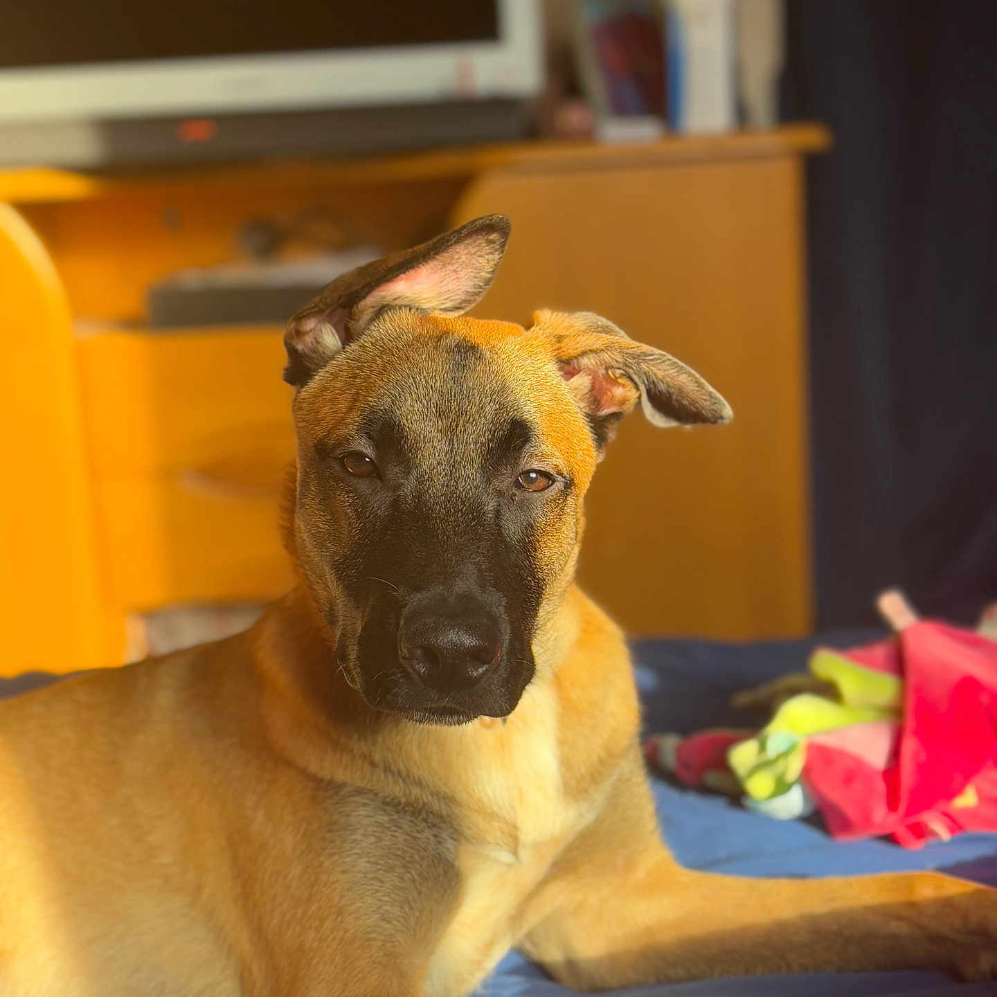 Mickey participe au concours pour gagner de l'argent avec cette photo : animal, canine, computerhardware, couch, dog, electronics, entertainmentcenter, flower, furniture, germanshepherd, greatdane, hardware, hound, monitor, pet, plant, puppy, rose, screen, tv