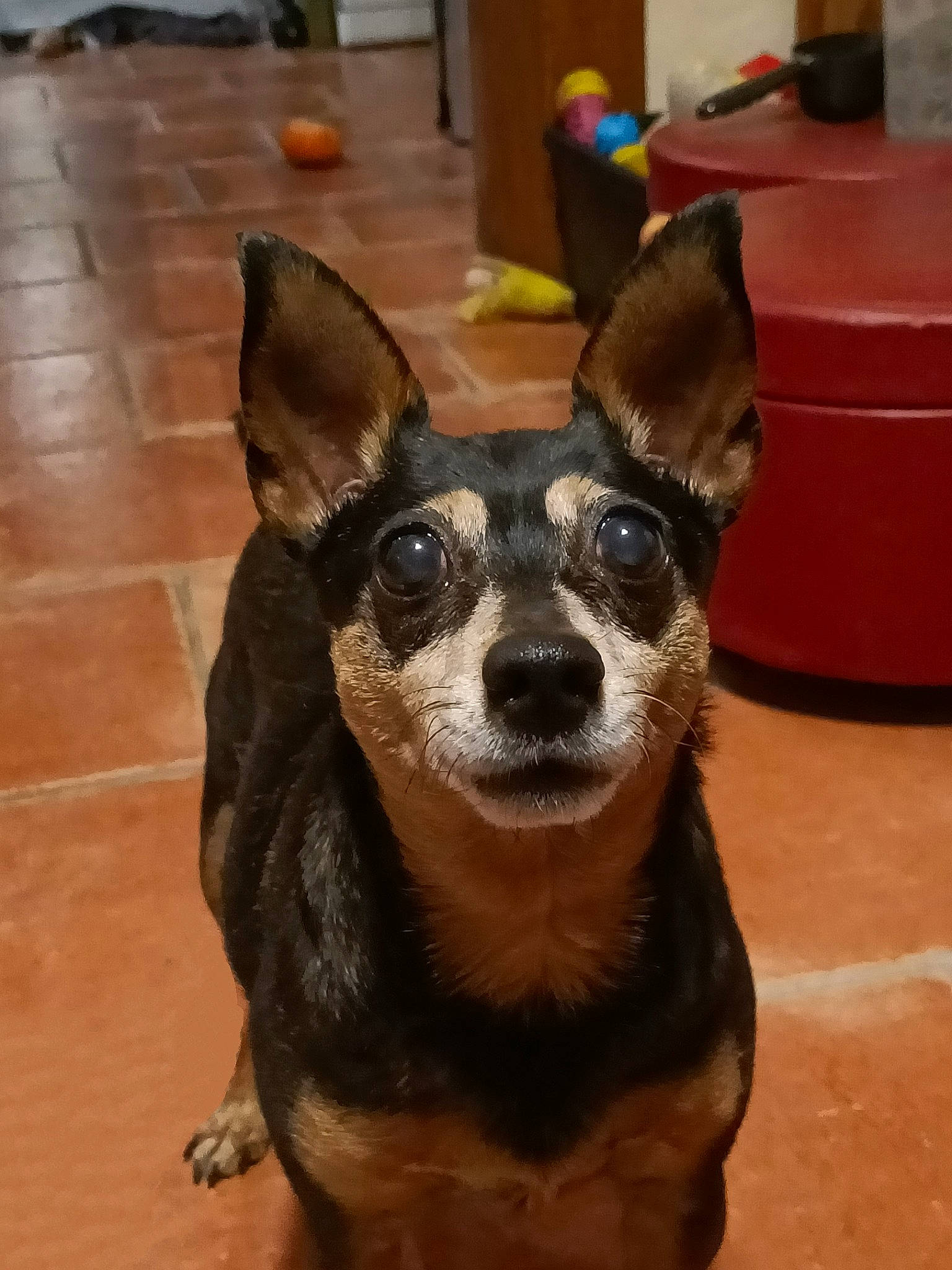 Happy a rejoint le concours — aidez-le/la à gagner de superbes lots ! canidae, carnivore, chihuahua, companion_dog, dog, dog_breed, ear, fawn, flooring, fur, prazsky_krysarik, russkiy_toy, snout, sporting_group, terrestrial_animal, tile_flooring, toy_dog, whiskers, wood, working_animal