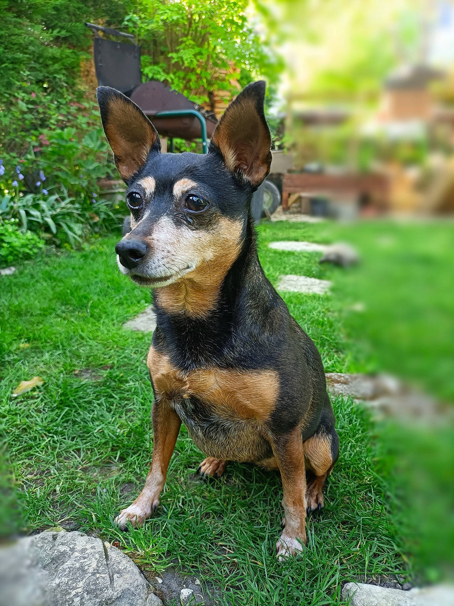 Happy participe au concours pour gagner de l'argent avec cette photo : canidae, carnivore, companion_dog, dog, dog_breed, fashion_accessory, fawn, grass, guard_dog, hunting_dog, pinscher, plant, prazsky_krysarik, snout, sporting_group, terrestrial_animal, toy_dog, working_animal, working_dog