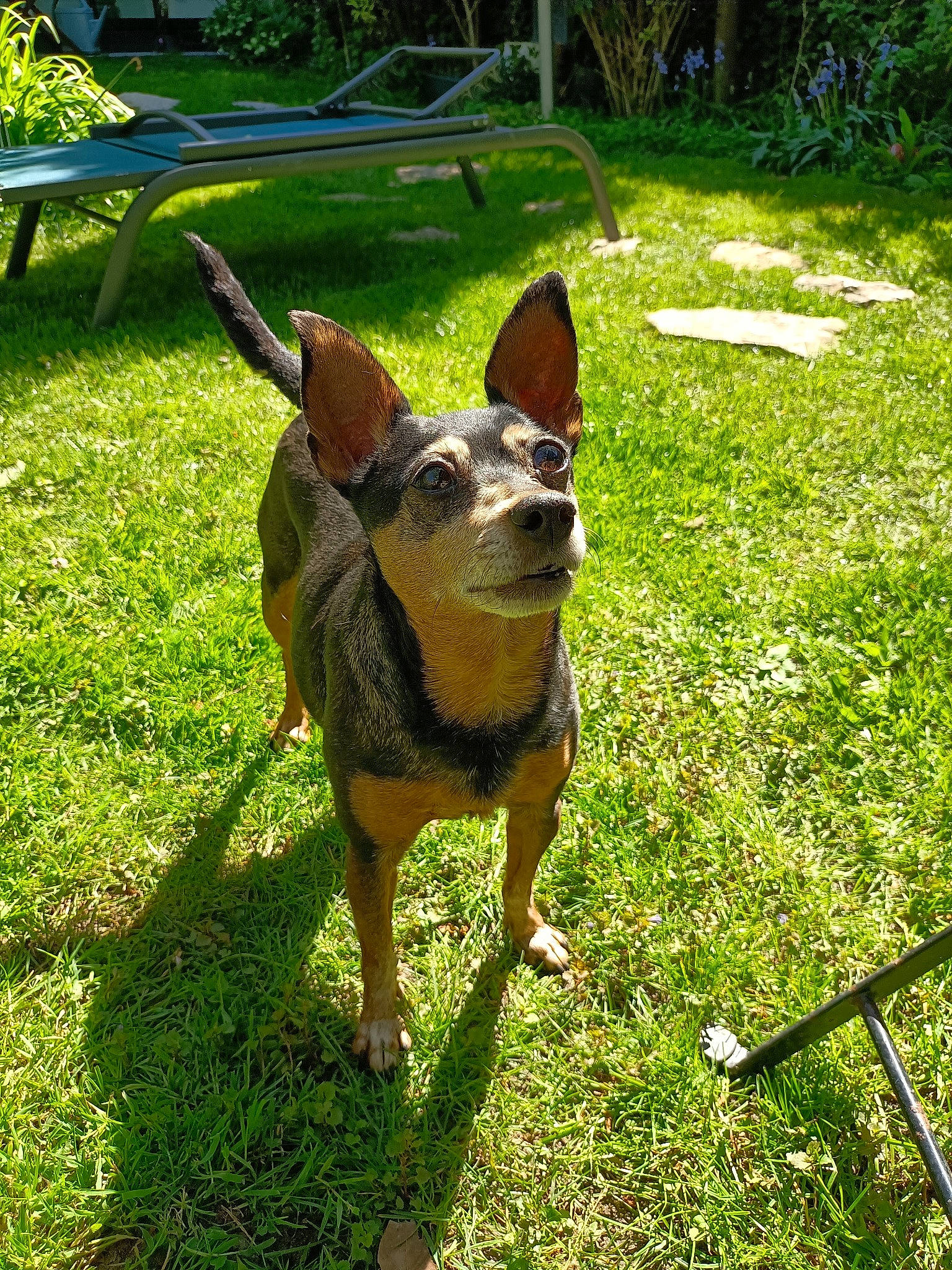 Happy a rejoint le concours — aidez-le/la à gagner de superbes lots ! carnivore, collar, companion_dog, dog, dog_breed, dog_supply, fashion_accessory, fawn, grass, groundcover, guard_dog, leash, plant, shadow, sporting_group, tail, terrestrial_animal, toy_dog, working_animal, working_dog