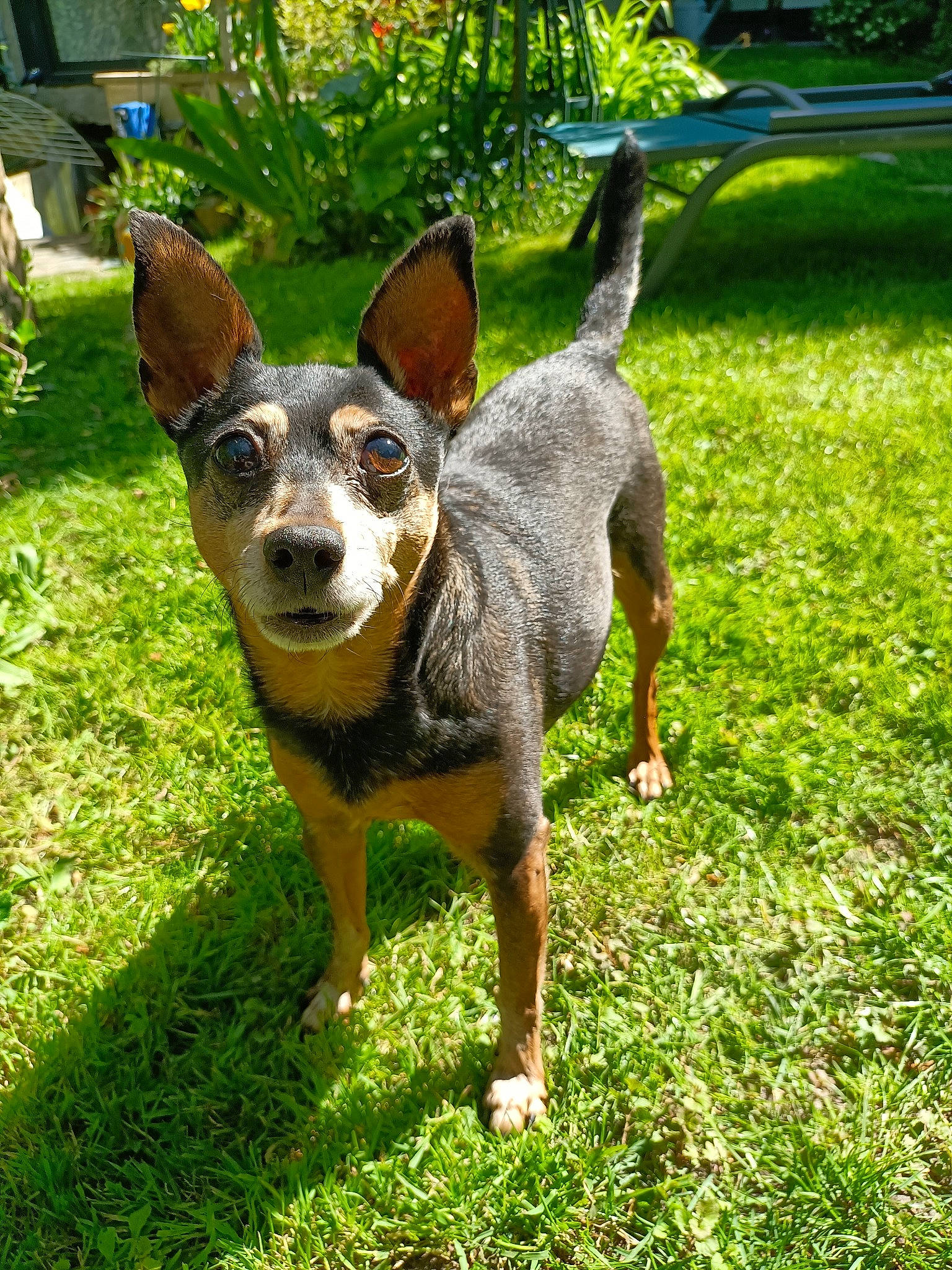 Happy participe au concours pour gagner de l'argent avec cette photo : art, canidae, carnivore, chihuahua, companion_dog, dog, dog_breed, fawn, grass, groundcover, pinscher, plant, prazsky_krysarik, snout, sporting_group, sunglasses, terrestrial_animal, toy_dog, whiskers, working_animal