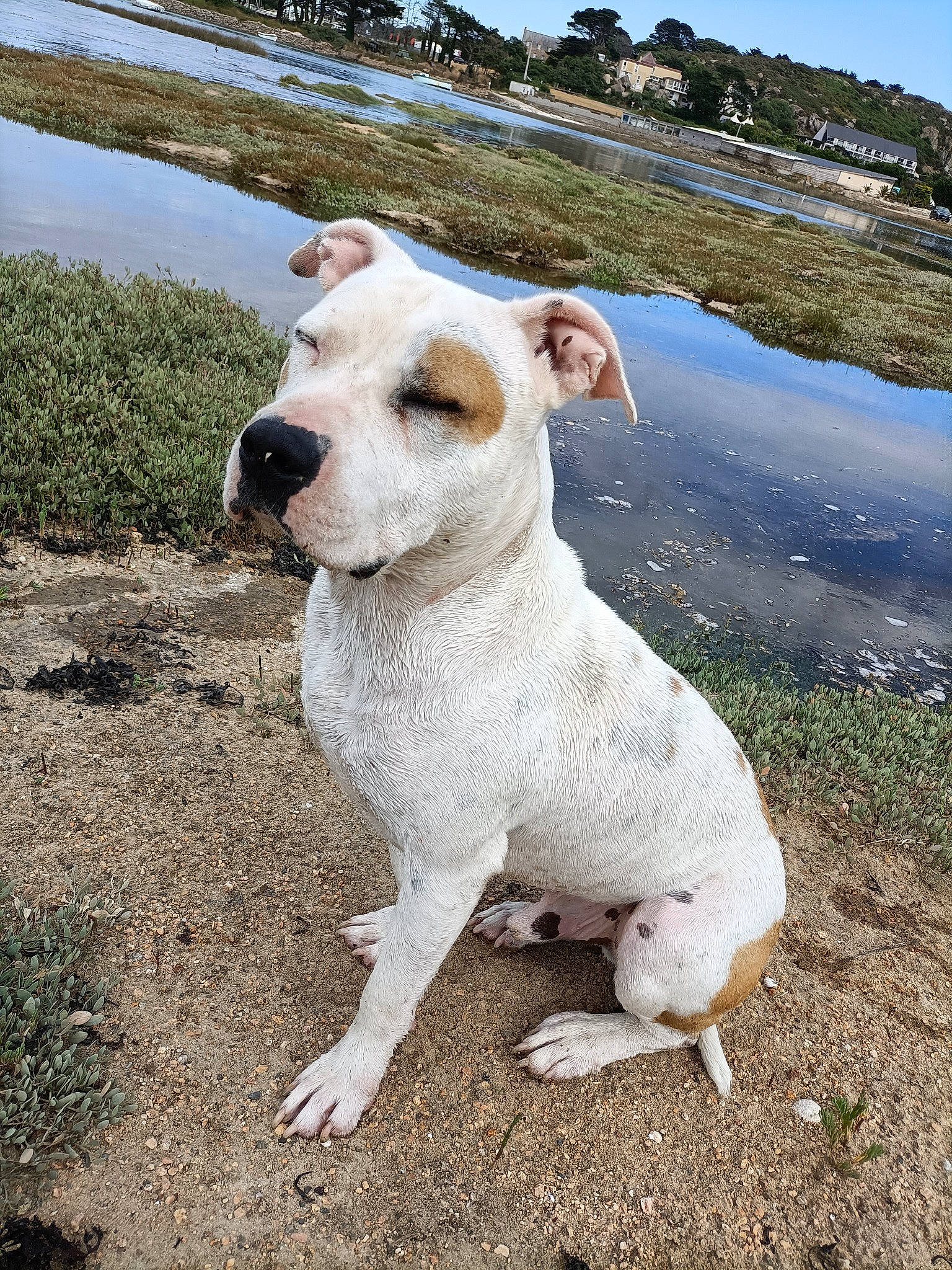 Sky participe au concours pour gagner de l'argent avec cette photo : canidae, carnivore, collar, companion_dog, dog, dog_breed, dog_collar, fawn, grass, lake, plant, sky, snout, soil, sporting_group, tail, terrestrial_animal, terrier, water, working_animal