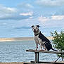 dog, picnic_table, lake, water, outdoor, sky, clouds, rocks, tree, leash, animal, nature, pet, black_and_white, canine, bench, wood, summer, daytime, calm