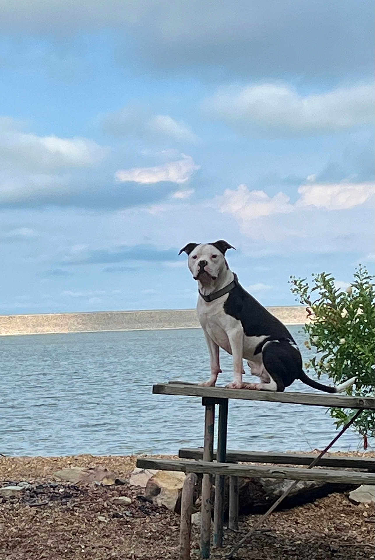 Sampson is registered to the contest to win money with this photo: dog, picnic_table, lake, water, outdoor, sky, clouds, rocks, tree, leash, animal, nature, pet, black_and_white, canine, bench, wood, summer, daytime, calm