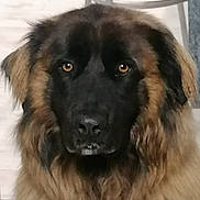 Naya participe au concours pour gagner de l'argent avec cette photo : dog, canine, pet, close_up, brown_fur, black_fur, long_hair, face, eyes, indoors, floor, chair, portrait, animal, furry, looking_at_camera, domestic_animal, muzzle, snout, expression