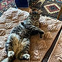 animal, blue_tunnel, cat, cozy, cute, feline, floor, fur, home, indoor, lying_down, patterned_rug, paw, pet, playful, quilted_mat, relaxed, rug, striped, tabby