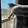 animal, blue_sky, cat, cat_tree, curious, daylight, feline, gray, home, indoor, outdoor_view, pet, resting, screen_window, soft_texture, stretching, sunlight, tabby_cat, tree_branches, window