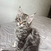 Coon a rejoint le concours — aidez-le/la à gagner de superbes lots ! animal, bed, cat, cozy, curious, cute, domestic_cat, ears, eyes, feline, fur, gray_tabby, indoor, kitten, pet, sitting, soft, tail, whiskers, young
