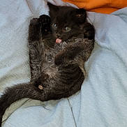 Baby Kitty is registered to the contest to win money with this photo: adorable, animal, black_cat, blanket, cat, close_up, cute, feline, furry, indoor, kitten, lying_down, orange_background, pet, playful, resting, small, soft_fabric, tongue_out, young_animal