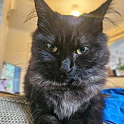 Shadow joined the competition — help win amazing prizes! cat, black_cat, fluffy, indoor, close_up, pet, animal, feline, whiskers, green_eyes, fur, cute, portrait, sitting, household, couch, soft_light, domestic, furry, relaxed
