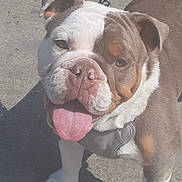 Scrappy is registered to the contest to win money with this photo: dog, bulldog, pet, animal, tongue_out, outdoor, sunny, happy, leash, walking, brown_and_white, cute, canine, closeup, face, muzzle, ears, pavement, friendly, companion