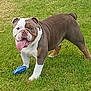 Scrappy is registered to the contest to win money with this photo: bulldog, dog, pet, animal, grass, outdoor, toy, playful, tongue, happy, mammal, canine, standing, brown, white, ears, face, nature, summer, friendly