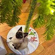 Milo joined the competition — help win amazing prizes! cat, kitten, siamese, christmas_tree, tree_skirt, holiday, decorations, wooden_floor, greenery, pet, indoor, curious, looking_up, festive, cute, animal, fur, whiskers, ears, floor
