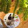 cat, kitten, siamese, christmas_tree, tree_skirt, holiday, decorations, wooden_floor, greenery, pet, indoor, curious, looking_up, festive, cute, animal, fur, whiskers, ears, floor