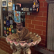 Piepan joined the competition — help win amazing prizes! cat, birdbath, glass_pebbles, mailbox, brick_wall, window, stickers, flyers, evening, outdoor, animal, pet, decorative, rustic, shell_shaped, urban, street, feline, sitting, cozy