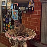 cat, birdbath, glass_pebbles, mailbox, brick_wall, window, stickers, flyers, evening, outdoor, animal, pet, decorative, rustic, shell_shaped, urban, street, feline, sitting, cozy