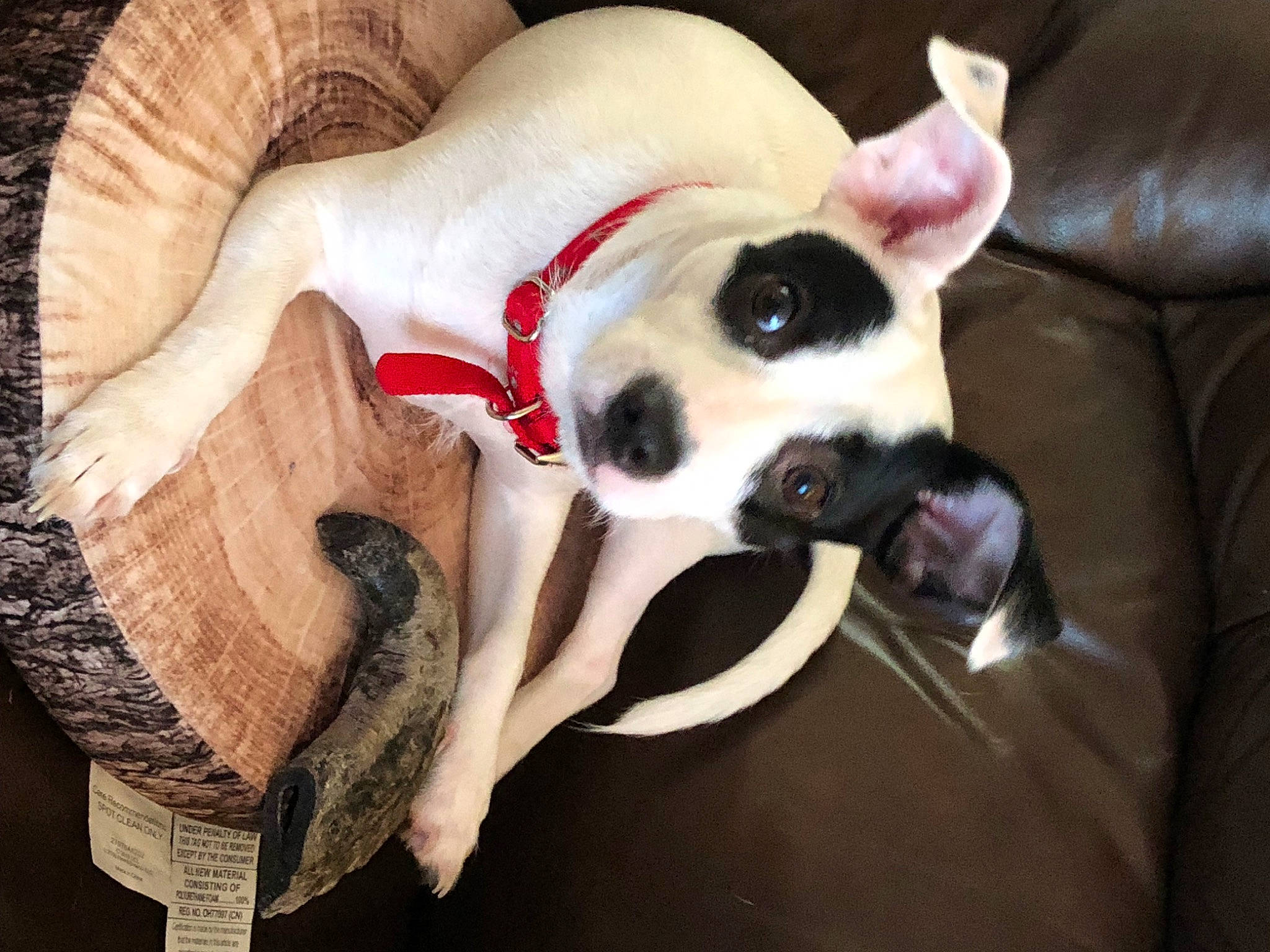 Tucker is registered to the contest to win money with this photo: canidae, carmine, carnivore, comfort, companion_dog, dog, dog_breed, dog_supply, ear, fawn, fur, jaw, paw, snout, sporting_group, tail, terrestrial_animal, toy_dog, whiskers, working_animal