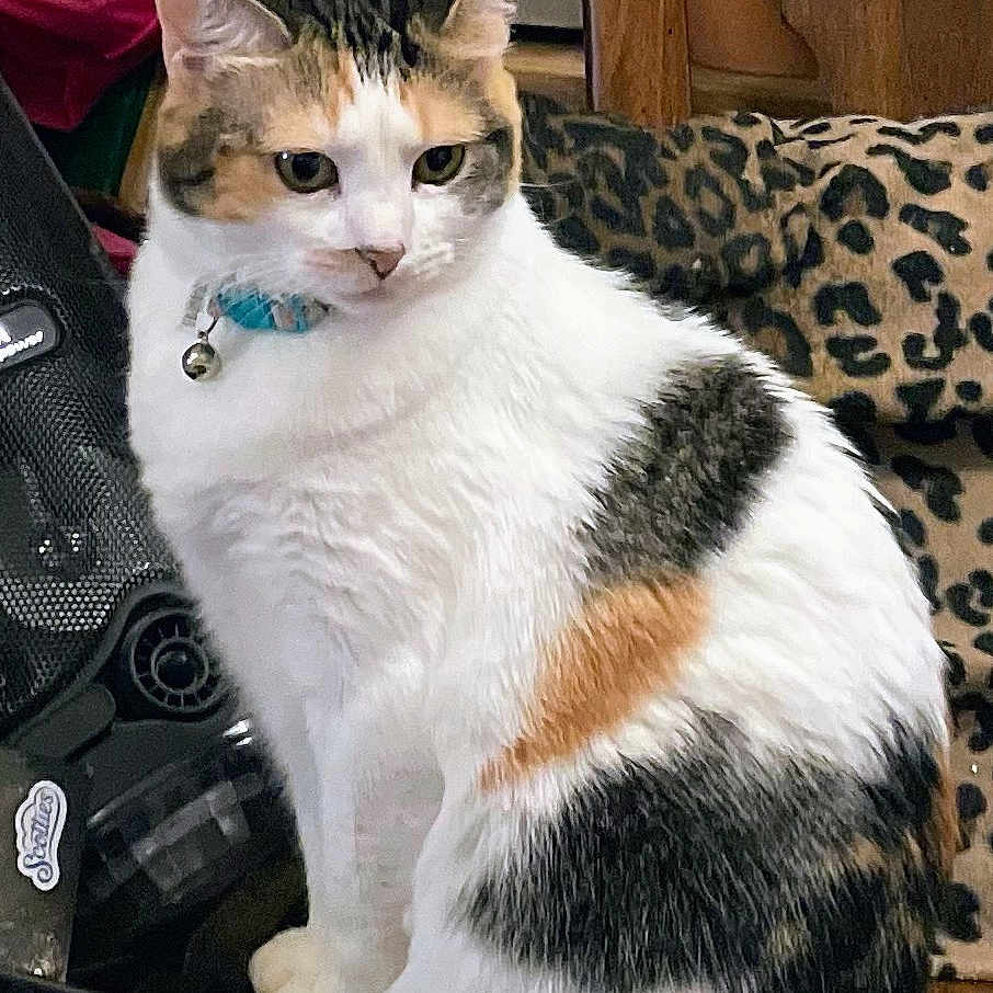 Sophie Grace is registered to the contest to win money with this photo: animal, bell, blanket, calico, cat, close_up, collar, cozy, curious, domestic, ears, feline, fur, household_items, indoor, leopard_print, pet, seated, soft_lighting, whiskers