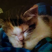 Sophie Grace joined the competition — help win amazing prizes! cat, sleeping, cozy, blanket, feline, fur, rest, cute, domestic_animal, pet, animal, closeup, indoor, calm, peaceful, soft, cute_animal, whiskers, tabby, relax