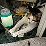 Sophie Grace is registered to the contest to win money with this photo: cat, indoor, toy, lamp, rug, stretching, paw, feline, cozy, carpet, striped, white, brown, black, closeup, pet, animal, relaxing, home, curious
