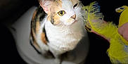 Sophie Grace is registered to the contest to win money with this photo: cat, calico, pet, animal, yellow_feather, toy, indoor, white_surface, black_background, curious, sitting, feline, whiskers, ears, closeup, playful, domestic_cat, looking_up, fur, portrait
